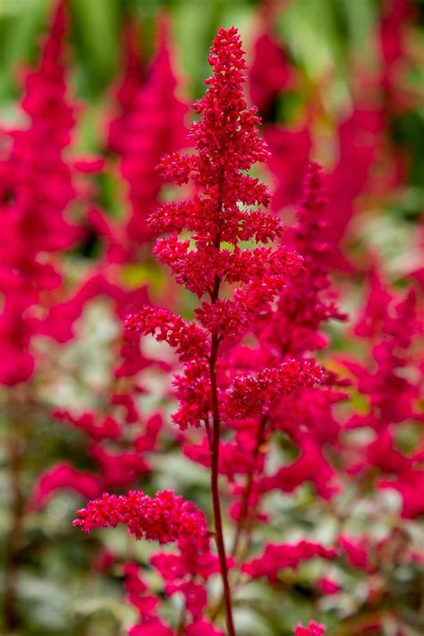 tall shade plants