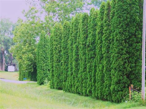 tall shrubs for privacy