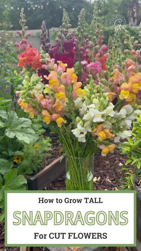 tall snapdragons