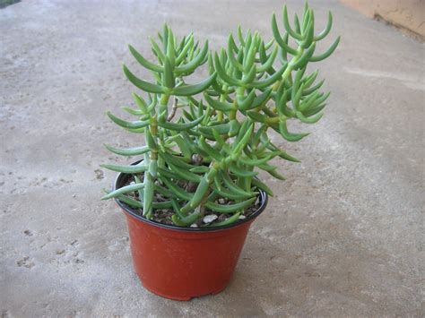 tall succulent plants
