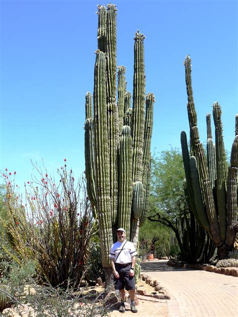 tallest cactus in the world