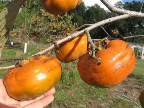 tamopan persimmon