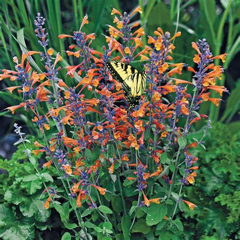 tango hummingbird mint zone