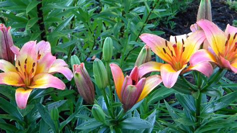 tango ladylike asiatic lily