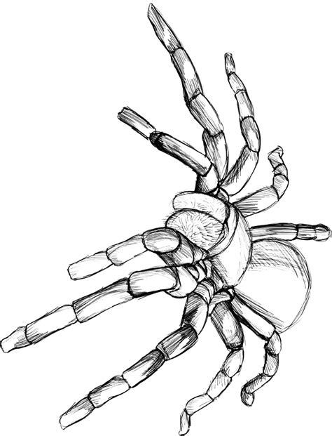 tarantula coloring pages