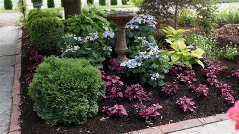 tater tot arborvitae companion plants