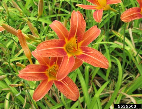 tawny daylily