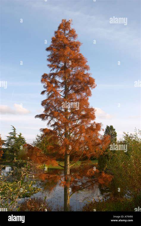 taxodium nutans