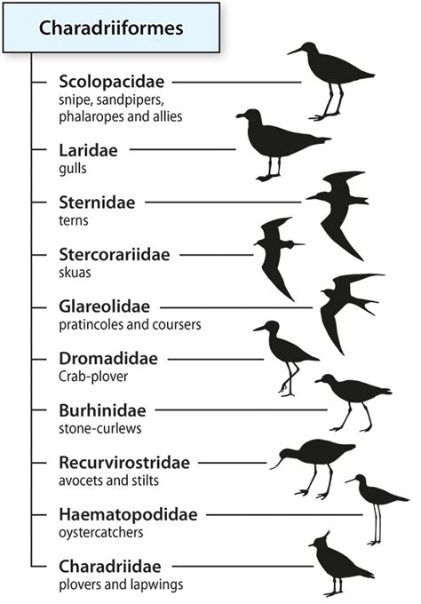 Taxonomy Chart For Birds