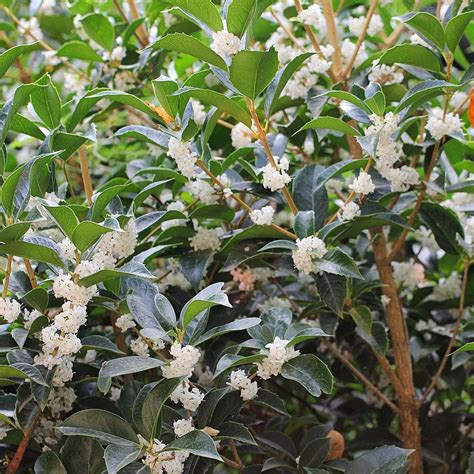 tea olive companion plants