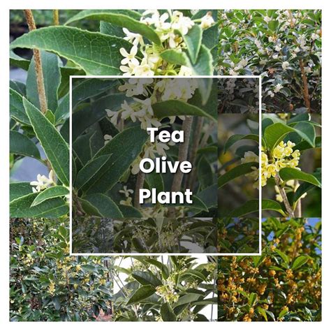 Companion Plants for Tea Olive: The Perfect Pairings!