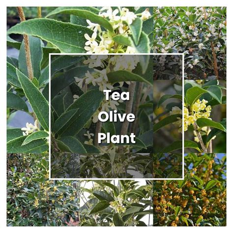 tea olive companion plants