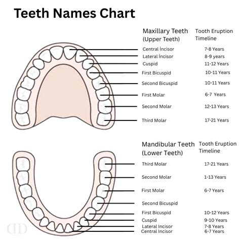 Teeth Name Chart
