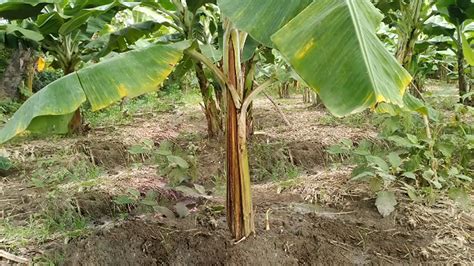teknologi pengendalian hama dan penyakit pada tanaman pisang
