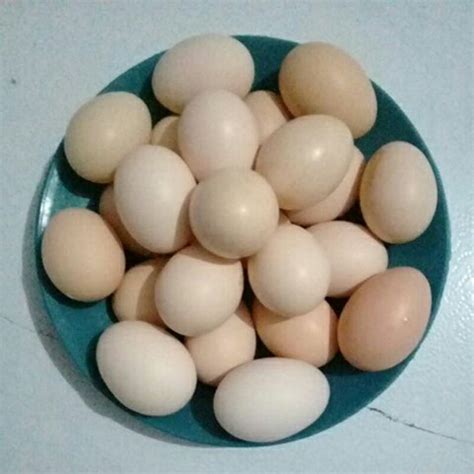telur ayam untuk ditetaskan