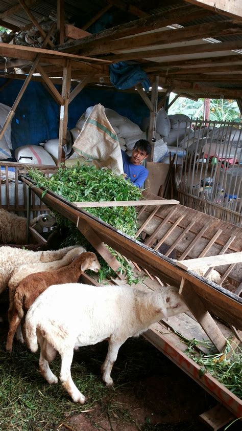 Tempat makan kambing di Indonesia