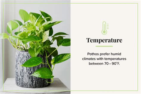 temperature for pothos