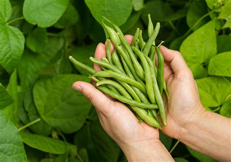tendercrop green beans