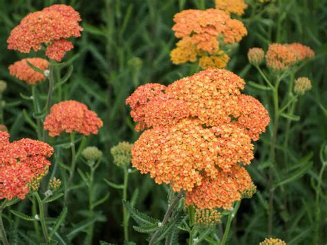 terracotta yarrow