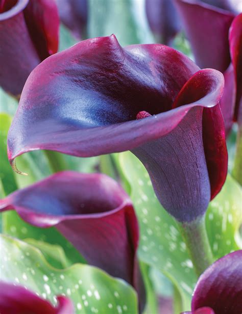tesselaar calla lilies