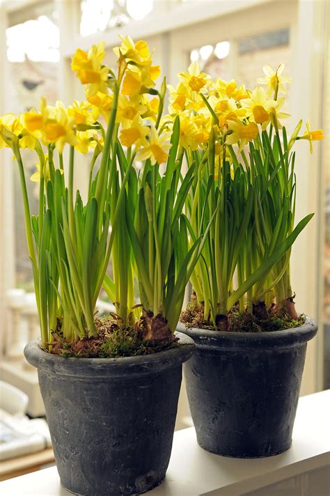 tete daffodils