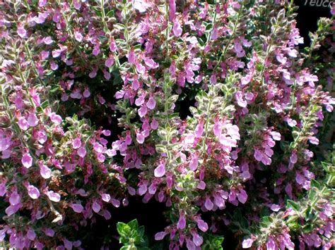 teucrium x lucidrys