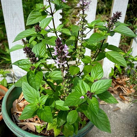 thai basil companion plants