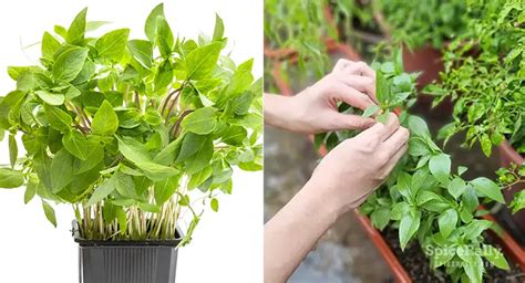 thai basil growing tips