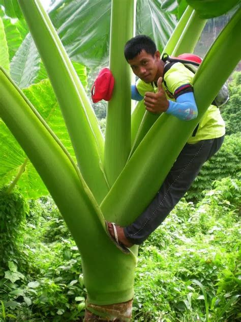 thai giant plant