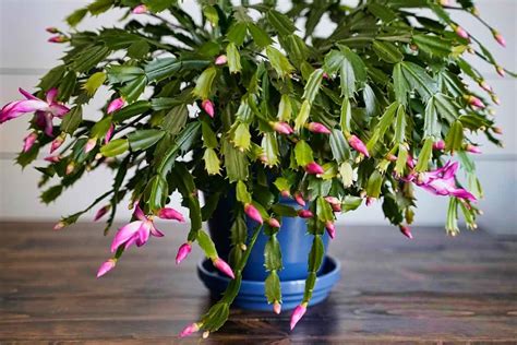 thanksgiving cactus