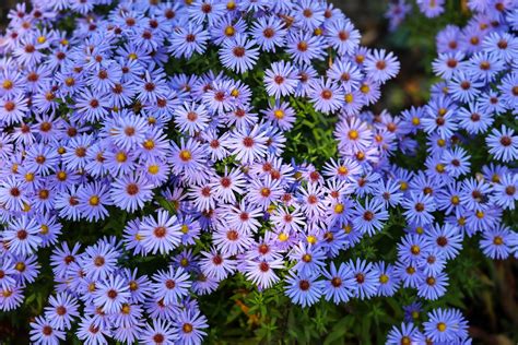 the aster photos