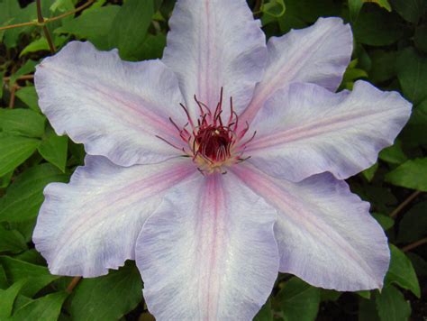the first lady clematis