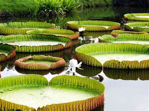 the giant water lily