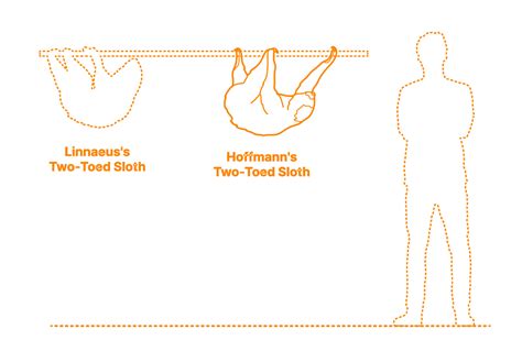 The Sleepy Sloth Size Chart