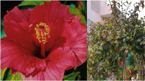 the winter hibiscus