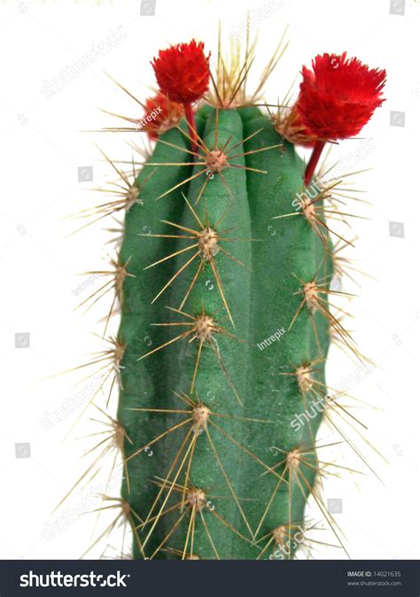 thin cactus