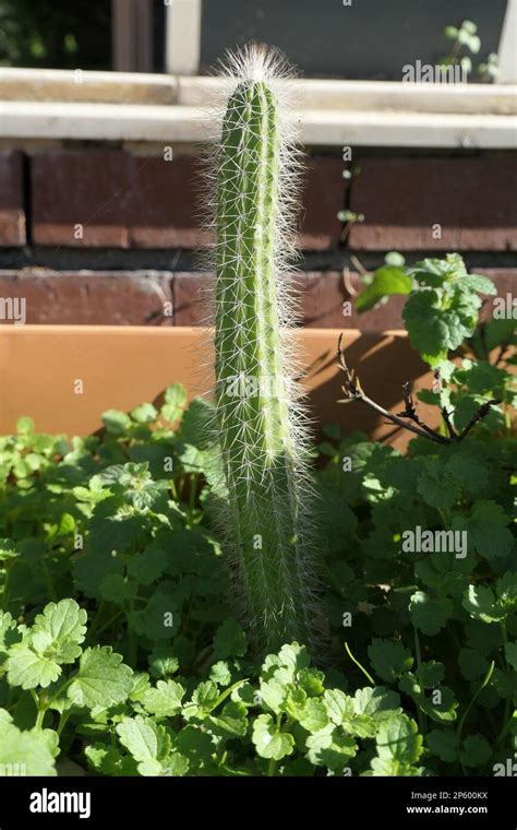 thin cactus