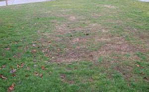 Thinning or Patchy Lawns