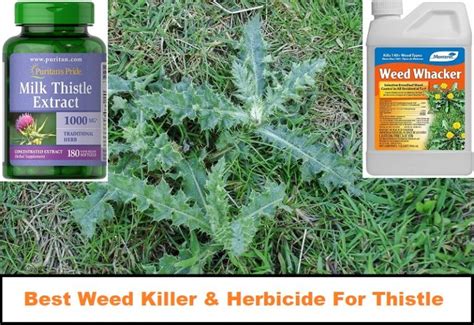 thistle weed killer