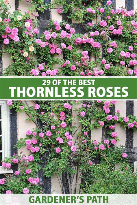thornless roses for pots