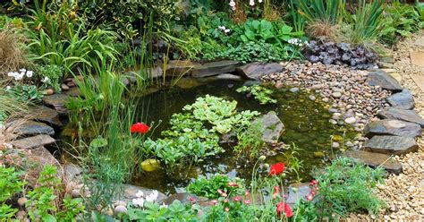 three ways to improve your pond