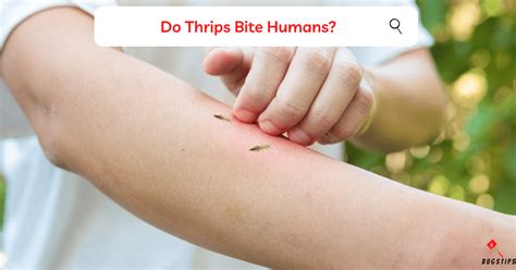 thrip bites on humans