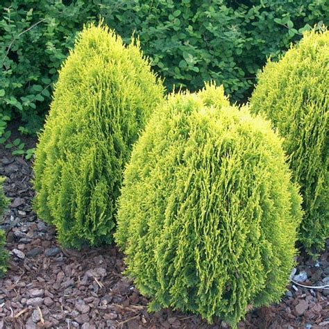 thuja aurea