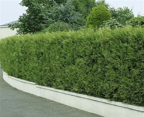 thuja hedging