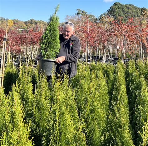 thuja occidentalis smaragd in pots