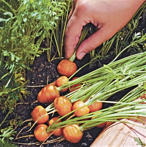 thumbelina carrots