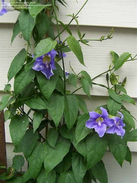 The Beauty of Thunbergia Blue Sky Vine