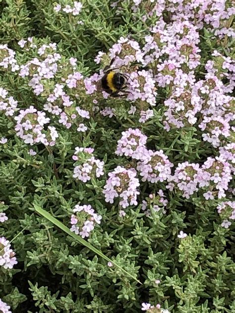 thyme companion plants