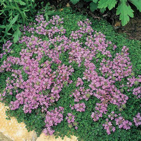 thymus serpyllum