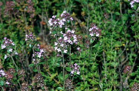 thymus vulgaris